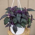 Purple Passion,Velvet Plant,Gyruna aurantiaca
